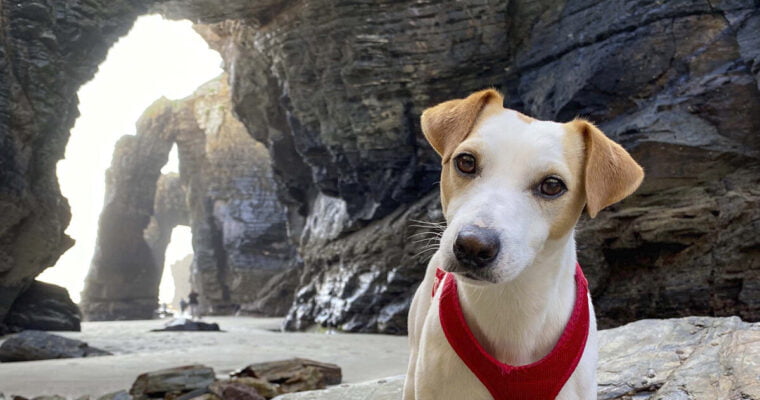 ¿ Se puede ir con perros a la playa de las catedrales?